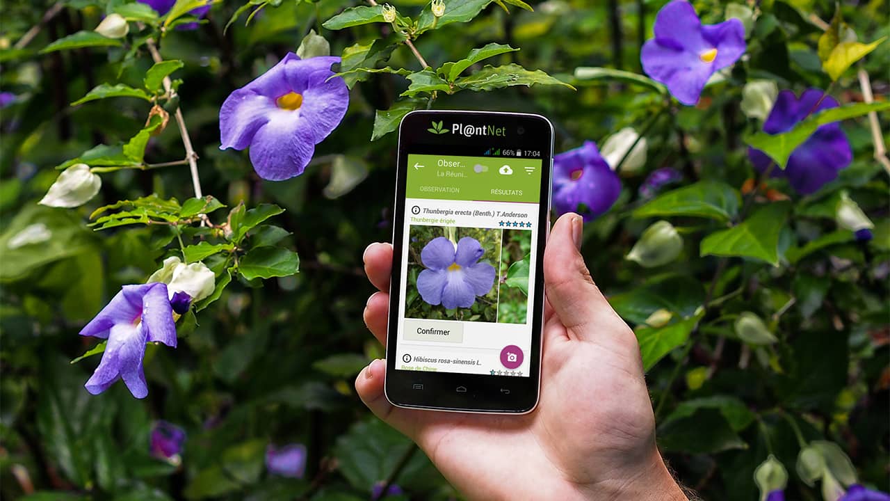 PlantNet：スマートフォンで植物を識別します